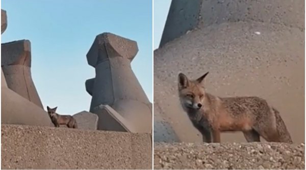 Imagini virale cu o vulpe! Animalul sălbatic a ieșit la plimbare pe digul din Portul Constanța