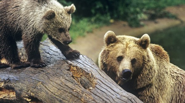 Reacția experților de mediu, după ce Klaus Iohannis a retrimis în Parlament legea privind împușcarea urșilor în localități și în extravilan