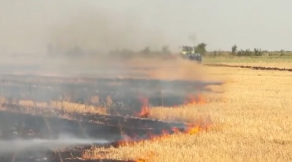 Teorie îngrijorătoare: Lanuri de grâu incendiate cu intenție. Cine pune focul?