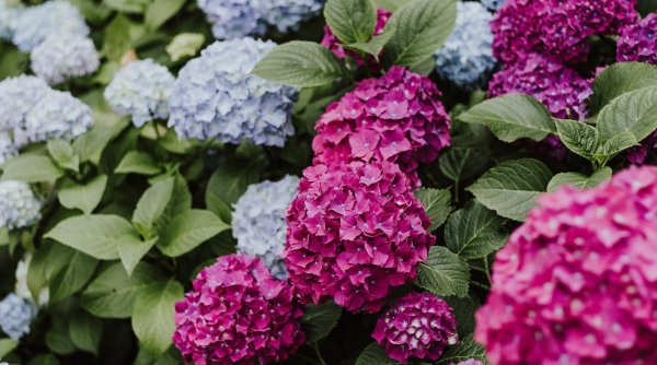  Cum să ai hortensii multicolore la tine în grădină 