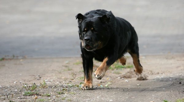 Câine din rasa Rottweiler, împușcat de un polițist | A sfâșiat piciorul unei tinere din Mangalia