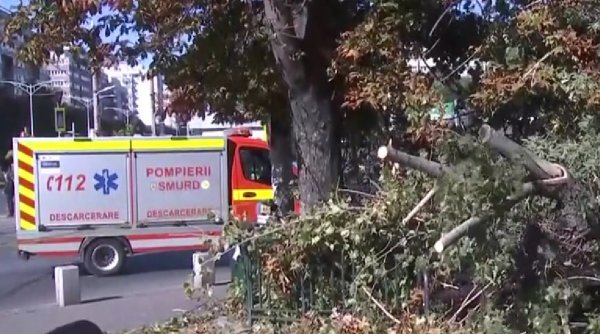 Copaci căzuţi în mai multe zone din Bucureşti din cauza vântului puternic