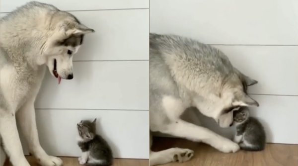 Prietenia dintre un câine Husky și un pui de pisică, virală pe internet. A înduioșat peste un milion de inimi: 