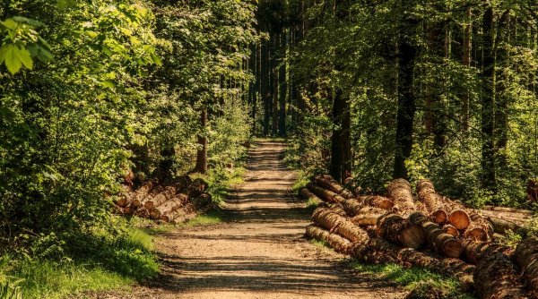România primește bani europeni pentru împăduriri. Comisia Europeană a aprobat ajutoare de 32 de milioane de euro