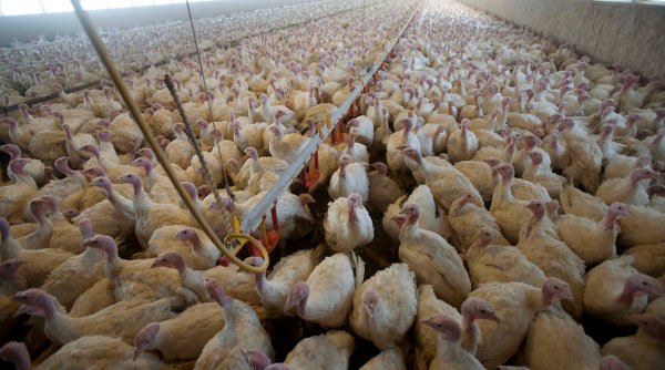 Focar de gripă aviară la o fermă cu peste 60.000 de curcani din Brașov! Măsuri severe pentru izolare: pe o rază de 10 km nu mai circulă nimeni
