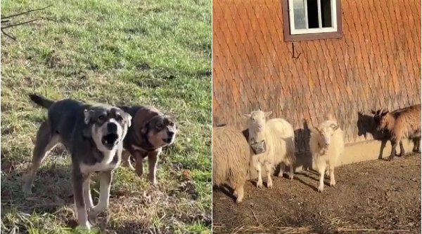 Măcel în Suceava | O haită de câini agresivi a omorât cinci capre. Autoritățile trag de timp