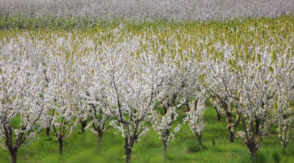 Cum se stropesc pomii fructiferi în luna aprilie, pentru o recoltă mai bogată