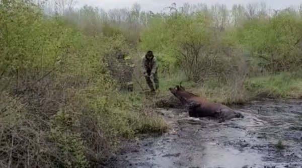 Un taur de 400 de kilograme, salvat dintr-o groapă cu păcură de pompierii din Giurgiu