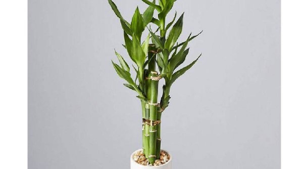 Ce este bambusul norocos și cum să-l îngrijiți