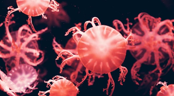 Cum arată meduza cu 24 de ochi descoperită recent | Este înrudită cu cea mai veninoasă creatură marină din lume