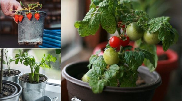 Românii preferă să îşi crească singuri legumele după ultimele scumpiri, chiar şi la bloc