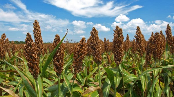 Porumbul va fi înlocuit cu o cereală din Africa, în unele zone din România, din cauza secetei