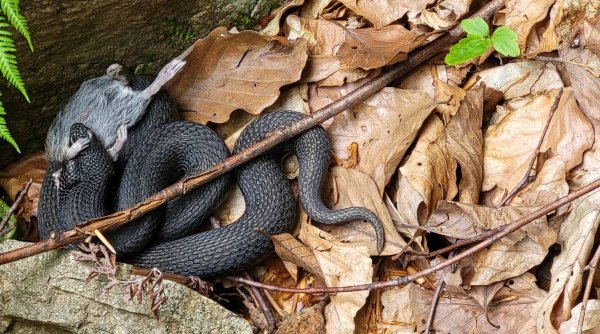 Fotografii rare cu o viperă neagră, descoperită în Munții Șureanu. Șarpele extrem de veninos surprins în timp ce se bucura de pradă