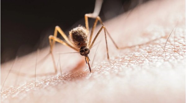 De ce ţânţarii preferă anumite persoane. Grupa de sânge care atrage ca un magnet insectele