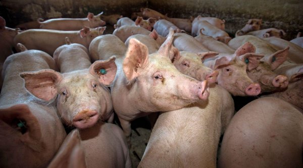 Focar de pestă porcină africană la o fermă din județul Timiș. Peste 50.000 de animale vor fi sacrificate