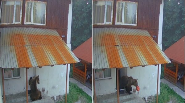 Un urs a intrat în două cabane din Rânca şi a furat mâncarea din frigidere
