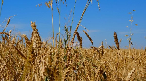 Ucraina continuă să exploreze rute alternative pentru exporturile sale de cereale