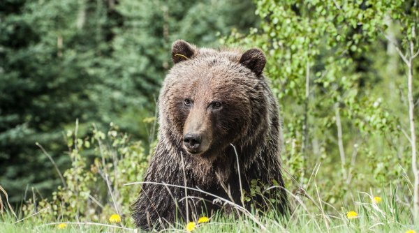Atenţie! Urs văzut în Ploiești. Animalul va fi căutat de echipaje mixte, urmând a fi folosită inclusiv o dronă