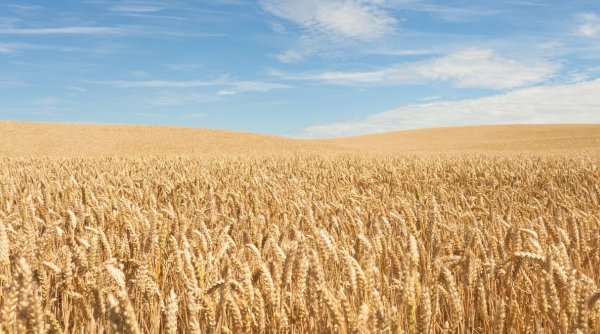 România a exportat cinci milioane de tone de cereale în ultimul an. Valoarea, a doua cea mai mare sumă de la aderarea la UE