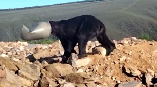Imagini virale cu salvarea unui urs brun al cărui cap a rămas blocat într-un butoi de plastic