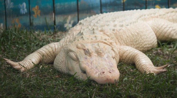 GatorLand, Parcul din SUA unde turiștii pot hrăni aligatorii