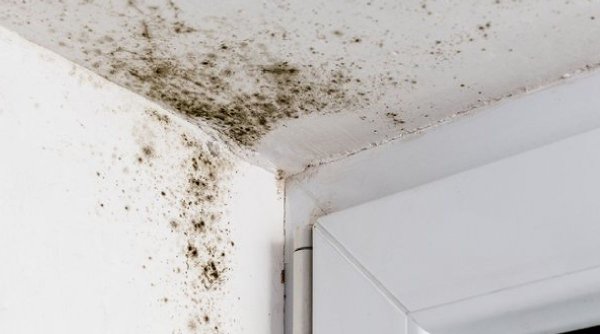 Mucegai în casă pe pereți: Riscuri și cum îndepărtezi