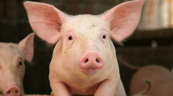 Carnea de porc se scumpește în prag de sărbători. Prețul pe care îl vor plăti românii pentru un kilogram în perioada următoare
