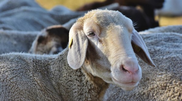 Un cioban a intrat cu turma de oi printre blocurile din comuna Giroc, în Timiș