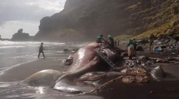 O balenă moartă a fost descoperită pe țărmurile din La Palma. Cercetătorii au rămas surprinși de comoara găsită în stomacul mamiferului