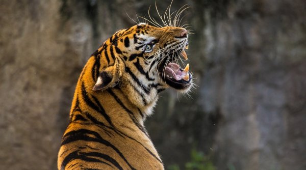 Un tigru cu un pantof în gură se plimba într-o grădină zoologică. Angajații au făcut apoi o descoperire șocantă