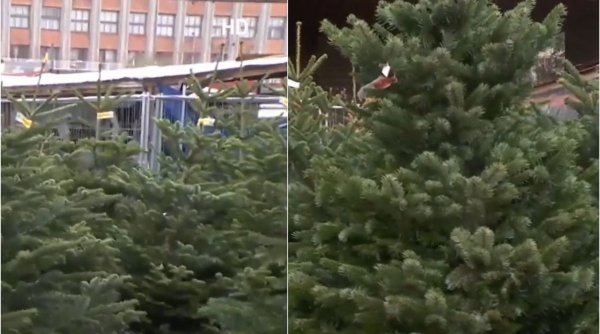 Preţul brazilor de Crăciun în cea mai mare piaţă din Bucureşti. Pomul de iarnă, mai scump ca anul trecut