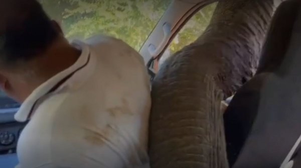 Scene de groază pentru o familie, după întâlnirea cu un elefant sălbatic, în Sri Lanka | ”A început să adulmece”