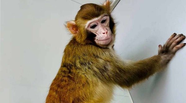 A fost clonată cu succes prima maimuță Rhesus: 