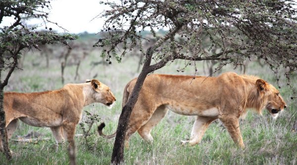 Furnicile forțează leii din Kenya să-și schimbe comportamentul de vânătoare: 