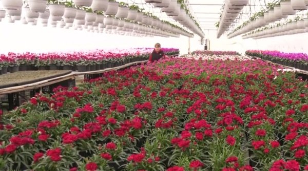 Un român a descoperit secretul celor mai fericite flori. Modul inedit prin care plantele se dezvoltă armonios