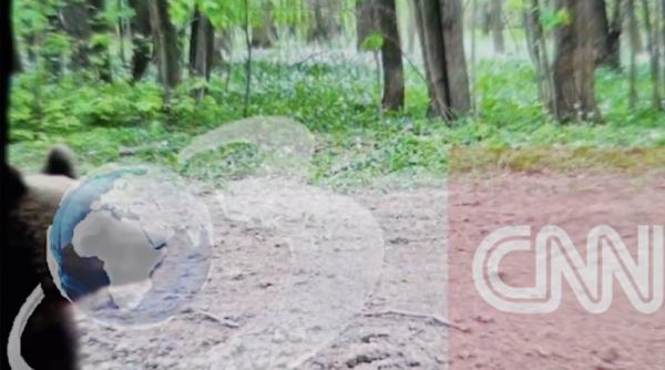 Prima imagine cu ursul văzut lângă București, într-o pădure din Ciolpani. Echipele ISU caută animalul