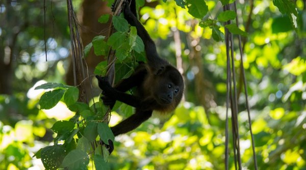 Maimuțele urlătoare au început să cadă moarte din copaci, din cauza căldurii extreme, în Mexic. Specia este în pericol