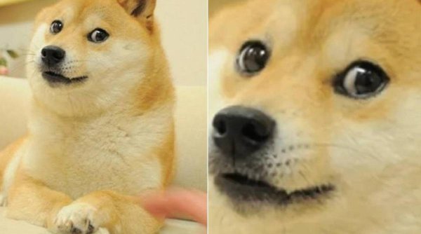 Kabosu, câinele celebru care a inspirat meme-ul 