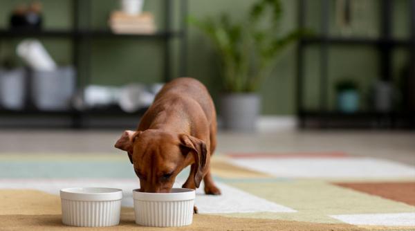 Tu cu ce îți hrănești câinele - plicuri cu hrană umedă sau mâncare uscată