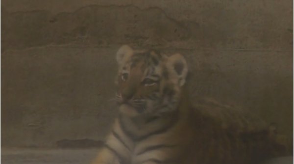 Doi pui de tigru siberian, specie pe cale de dispariție, s-au născut la Grădina Zoologică Oradea