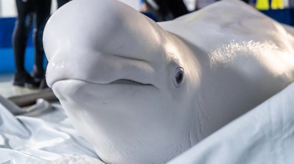 Doi delfini albi au fost transferaţi în cadrul unei operaţiuni „de mare risc” din Ucraina în Spania 