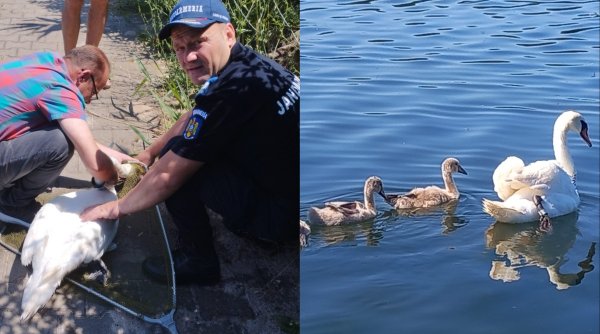 O lebădă cu pui, care se agăţase într-un cârlig de pescuit pe Lacul Neptun, a fost salvată de jandarmi
