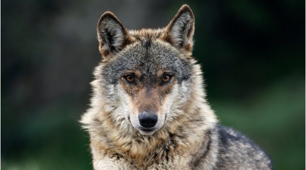 O femeie a fost atacată de lupi într-un parc safari de lângă Paris
