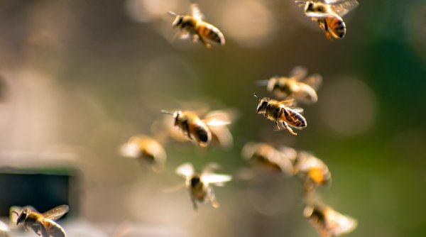 Ce fac albinele ca să își salveze puii de căldura extremă. Apicultor român: „Dacă e temperatura mai mare, puietul se opărește”
