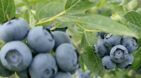 „Piața din Europa este saturată de fructele din Ucraina”: Producătorii români de afine spun că sunt dați la o parte din cauza fructelor de import