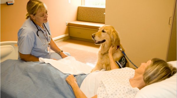 Şedinţe de terapie cu câini, în spitalele din Ilfov. Multe dintre animale sunt salvate de pe străzi