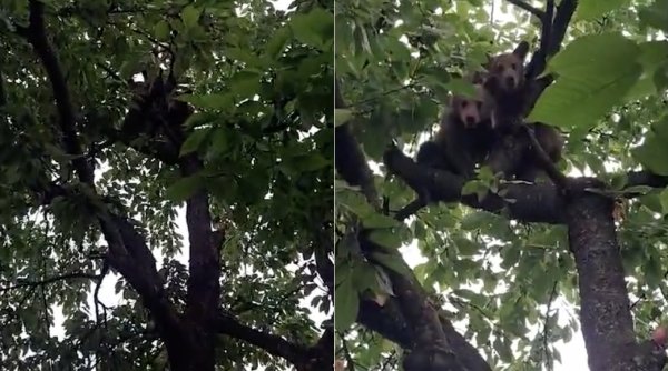 Moment hilar, cu trei pui de urs, în Mureș: Au rămas cocoțați într-un cireș, după ce mama lor s-a întors în pădure