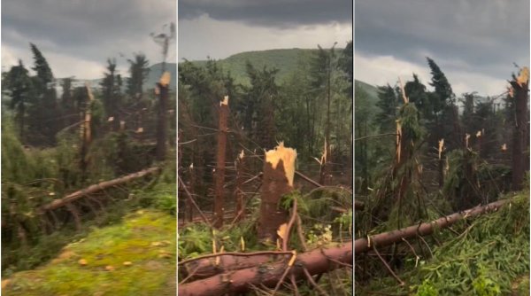 O pădure de brazi a fost pusă la pământ de o furtună, în Maramureş. „Am crezut că rupe casa în două. E dezastru”