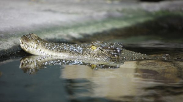 Un fermier australian a supraviețuit atacului unui crocodil mușcând animalul de pleoapă: „M-a urmărit un pic, dar apoi s-a oprit”
