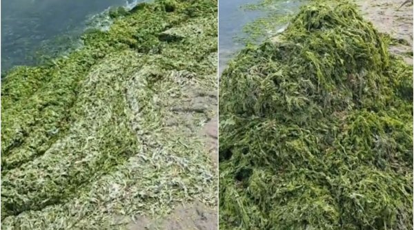 Munţi de alge au fost strânşi de la malul mării. Care sunt cele mai afectate staţiuni